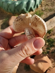 Leucoagaricus barssii
