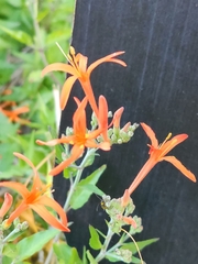Anisacanthus quadrifidus