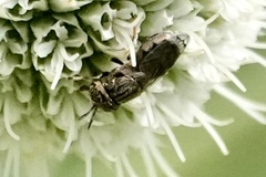 Orthonevra nitida