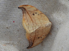 Drepana arcuata
