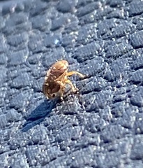 Clastoptera obtusa