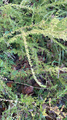 Lespedeza cuneata