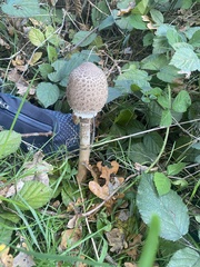 Chlorophyllum rhacodes