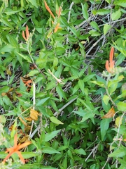 Anisacanthus quadrifidus