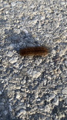 Phragmatobia fuliginosa