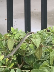 Coluber constrictor paludicola