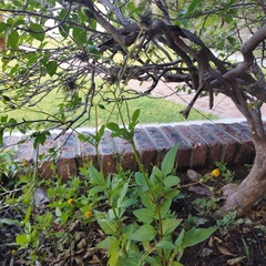Bidens pilosa pilosa