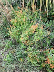 Anisacanthus quadrifidus