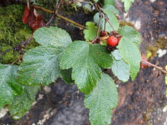 Rubus formosensis