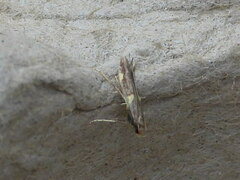 Caloptilia bimaculatella