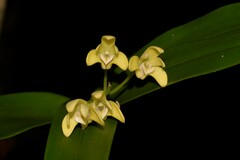 Dendrobium gracilicaule howeanum