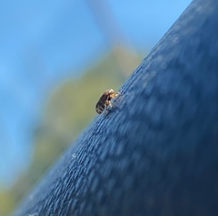 Clastoptera obtusa