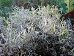 Cladonia rangiformis