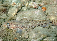 Gobius geniporus