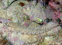 Gobius incognitus