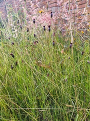 Porophyllum coloratum