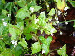 Persicaria biconvexa