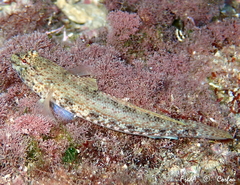 Gobius incognitus