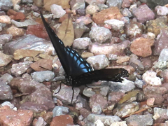 Limenitis arthemis arizonensis
