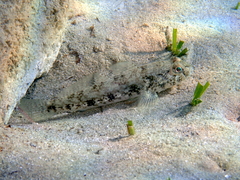 Gobius niger