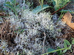 Cladonia rangiformis
