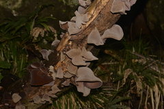 Auricularia cornea