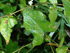 Persicaria biconvexa