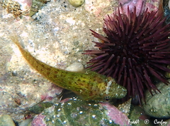 Lepadogaster candolii
