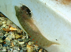 Lepadogaster candolii