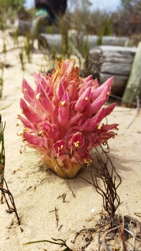Image of Hyobanche robusta by no rights reserved