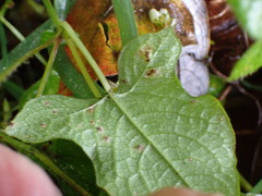 Persicaria biconvexa