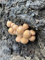 Hypholoma fasciculare