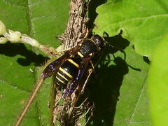 Euodynerus foraminatus