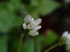 Persicaria biconvexa