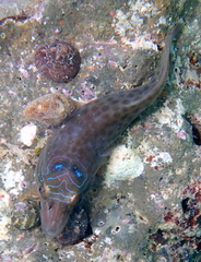 Lepadogaster lepadogaster