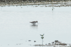 Calidris minuta