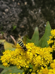 Megasyrphus laxus image