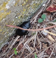 Ablattaria laevigata