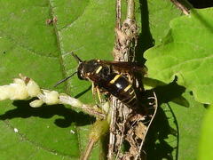 Euodynerus foraminatus