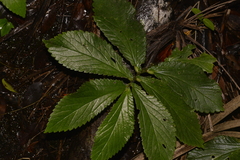 Elatostema reticulatum