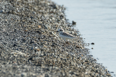 Charadrius dealbatus