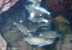 Oedalechilus labeo