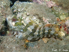 Parablennius gattorugine