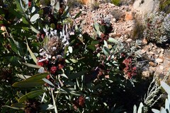Protea witches broom phytoplasma