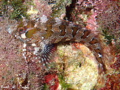 Parablennius gattorugine