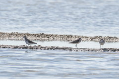 Calidris minuta