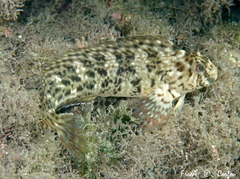 Parablennius sanguinolentus