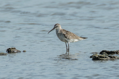 Calidris ferruginea