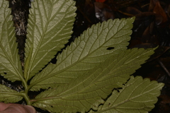 Elatostema reticulatum