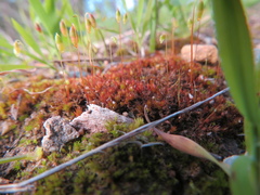 Bryum